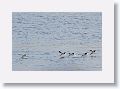 The lower mandible is longer than the top and the Black skimmer drags it in the water as it flies hoping to catch a small fish