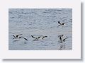 The lower mandible is longer than the top and the Black skimmer drags it in the water as it flies hoping to catch a small fish