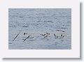 The lower mandible is longer than the top and the Black skimmer drags it in the water as it flies hoping to catch a small fish