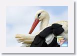 StorkPark * (57 Slides)