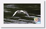 sailingAway * (50 Slides)
