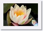 botanicalGardens * (104 Slides)