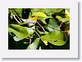 Black-throated Green Warbler