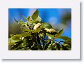 Pine Warbler