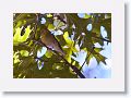 Pine Warbler