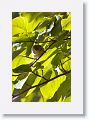 Northern Parula