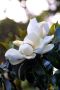 staugmagnolia