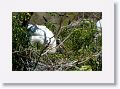 Early March finds mostly Wood Storks nesting in this neighborhood rookery