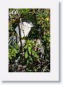 Black-crowned Night-heron