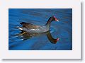 Moorhen