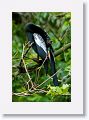 Anhinga Anhinga