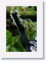 Anhinga Anhinga