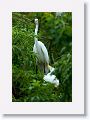 Great Egret with chick