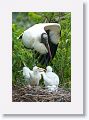 Wood Stork with chicks