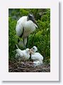 Wood Stork with chicks