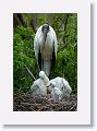 Wood Stork with chicks