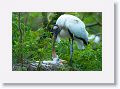 Wood Stork with chicks