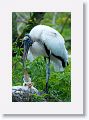 Wood Stork with chicks