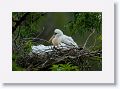 Wood Stork chicks