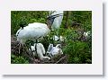 Wood Stork with chicks