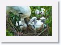 Wood Stork with chicks