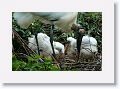 Wood Stork with chicks