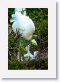 Wood Stork with chicks