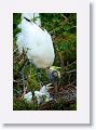Wood Stork with chicks