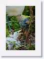 Wood Stork with chicks