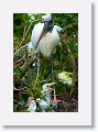 Wood Stork with chicks