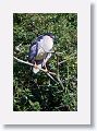 04a-009 * Black-crowned Night Heron * Black-crowned Night Heron