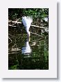 04a-010 * Cattle Egret * Cattle Egret