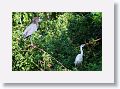 04a-013 * Little Blue Herons * Little Blue Herons