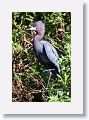 04a-014 * Little Blue Heron * Little Blue Heron