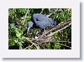 04a-016 * Little Blue Heron with egg * Little Blue Heron with egg