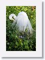 04a-020 * Great Egret with 2 chicks and 2 eggs * Great Egret with 2 chicks and 2 eggs