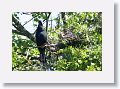 03a-009 * Anhinga Anhinga * Anhinga Anhinga