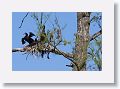 03a-013 * Cormorant chicks * Cormorant chicks