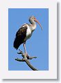 03a-015 * Ibis * Ibis