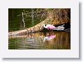 04a-001 * Roseate Spoonbill * Roseate Spoonbill