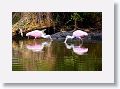 04a-002 * Roseate Spoonbills * Roseate Spoonbills