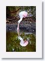 04a-003 * Roseate Spoonbill * Roseate Spoonbill