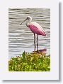 04a-004 * Roseate Spoonbill * Roseate Spoonbill