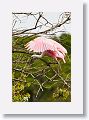 04a-005 * Roseate Spoonbill * Roseate Spoonbill
