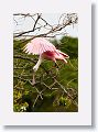 04a-006 * Roseate Spoonbill * Roseate Spoonbill