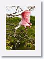 04a-007 * Roseate Spoonbill * Roseate Spoonbill