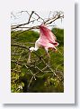 04a-008 * Roseate Spoonbill * Roseate Spoonbill
