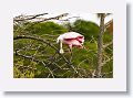 04a-009 * Roseate Spoonbill * Roseate Spoonbill