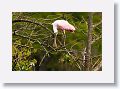 04a-010 * Roseate Spoonbill * Roseate Spoonbill