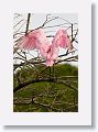 04a-011 * Roseate Spoonbill * Roseate Spoonbill